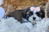 SALLY, a female Shih Tzu for sale in Baltic, OH – 3 of 10