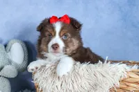 ELVIS, a male Miniature American Shepherd for sale in Baltic, OH – Photo 10 of 10