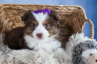 EDIE, a female Miniature American Shepherd for sale in Baltic, OH – Photo 8 of 10