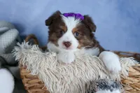 EDIE, a female Miniature American Shepherd for sale in Baltic, OH – Photo 6 of 10