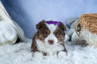 EDIE, a female Miniature American Shepherd for sale in Baltic, OH – Photo 3 of 10