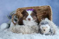 EDIE, a female Miniature American Shepherd for sale in Baltic, OH – Photo 7 of 10