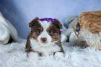 EDIE, a female Miniature American Shepherd for sale in Baltic, OH – Photo 4 of 10