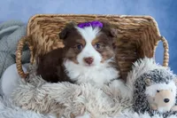 EDIE, a female Miniature American Shepherd for sale in Baltic, OH – Photo 9 of 10