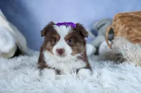 EDIE, a female Miniature American Shepherd for sale in Baltic, OH – Photo 2 of 10