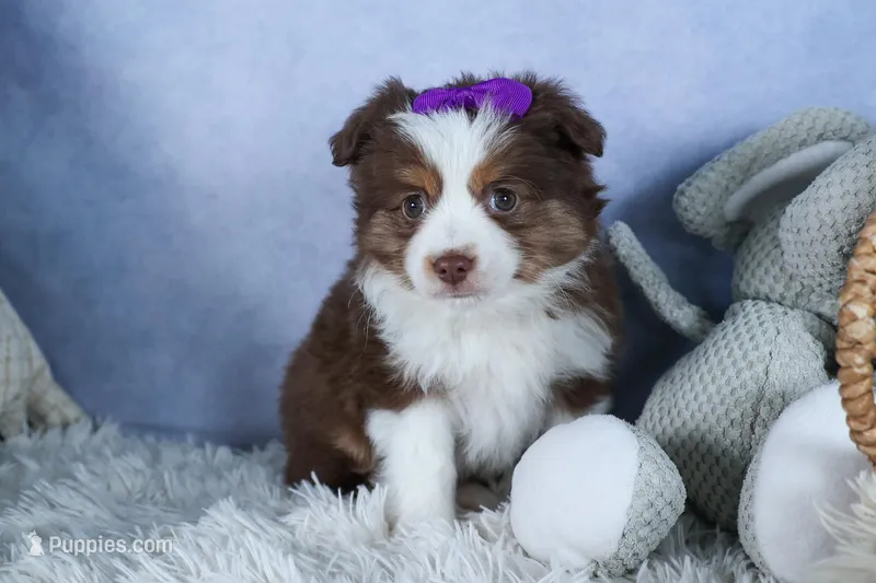 EDIE – Miniature American Shepherd puppy for sale in Baltic, OH
