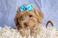 ARCHIE, a male Poodle - Miniature  for sale in Baltic, OH – 3 of 10