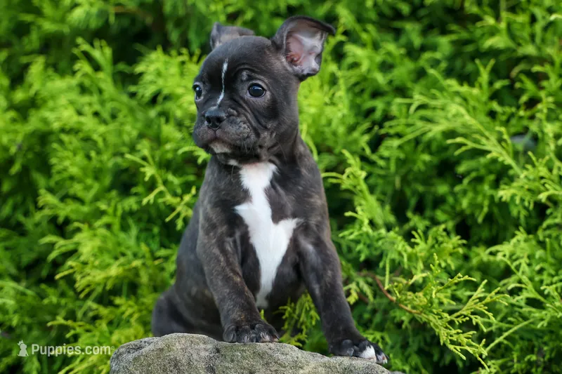 MAX – Frenchton puppy for sale in Baltic, OH