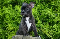 MAX, a male Frenchton for sale in Baltic, OH – 1 of 10