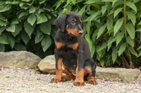 DAisy, a female Doberman Pinscher for sale in Baltic, OH – 8 of 9