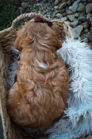 CHARLIE, a male Cavapoo for sale in Baltic, OH – 4 of 10
