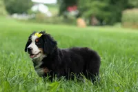 SAMSON, a male Bernese Mountain Dog for sale in Baltic, OH – 6 of 10