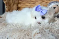 PENNY, a female Maltese for sale in Baltic, OH – 8 of 10