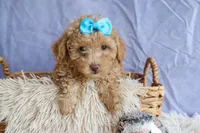 ARCHIE, a male Poodle - Miniature  for sale in Baltic, OH – 9 of 10