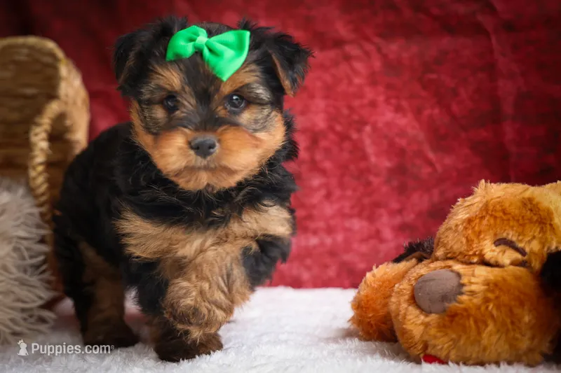 DUKE – Yorkshire Terrier puppy for sale in Baltic, OH