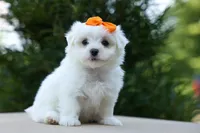 PATRICK, a male Maltese for sale in Baltic, OH – 4 of 10