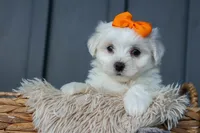 PATRICK, a male Maltese for sale in Baltic, OH – 6 of 10