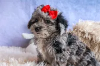 NORMAN, a male Bichpoo for sale in Baltic, OH – 8 of 9