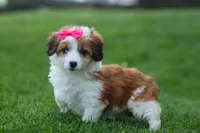 NALA, a female Pembroke Welsh Corgi and Poodle - Miniature  for sale in Baltic, OH – 3 of 10