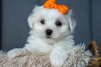 PATRICK, a male Maltese for sale in Baltic, OH – 5 of 10