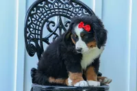SPIKE, a male Bernese Mountain Dog for sale in Baltic, OH – 5 of 10