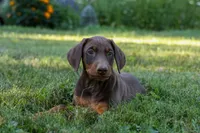 GEMMA, a female Doberman Pinscher for sale in Baltic, OH – 3 of 6