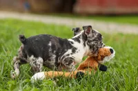 BRANDY, a female Frenchton for sale in Baltic, OH – 9 of 10
