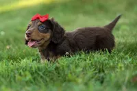 MURPHY, a male Miniature Dachshund for sale in Baltic, OH – 5 of 10
