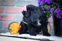 BELLA, a female Cavapoo for sale in Baltic, OH – 3 of 10