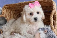NANCY, a female Bichpoo for sale in Baltic, OH – 9 of 10
