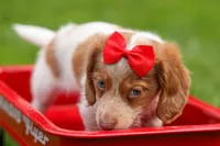 OSCAR, a male Miniature Dachshund for sale in Baltic, OH – 9 of 10