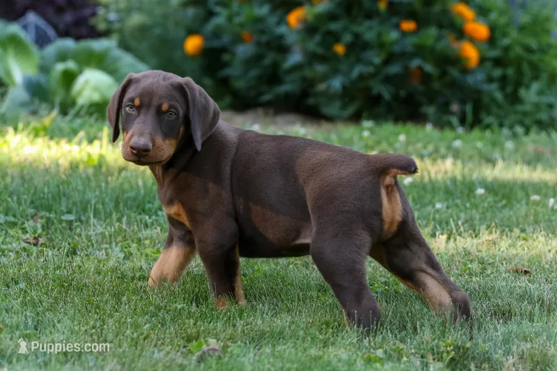 GEMMA – Doberman Pinscher puppy for sale in Baltic, OH