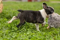 BONNIE, a female Frenchton for sale in Baltic, OH – 6 of 10