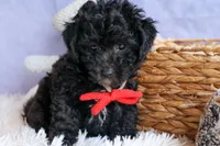 NOEL, a male Bichpoo for sale in Baltic, OH – 9 of 10