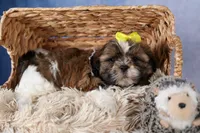 GISMO, a male Shih Tzu for sale in Baltic, OH – Photo 4 of 10