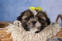 GISMO, a male Shih Tzu for sale in Baltic, OH – Photo 6 of 10