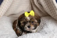 GISMO, a male Shih Tzu for sale in Baltic, OH – Photo 9 of 10