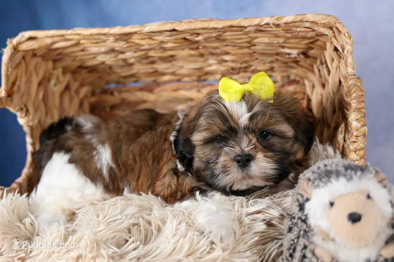 GISMO – Shih Tzu puppy for sale in Baltic, OH