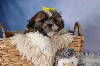 GISMO, a male Shih Tzu for sale in Baltic, OH – Photo 7 of 10