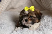 GISMO, a male Shih Tzu for sale in Baltic, OH – Photo 10 of 10