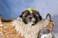 GISMO, a male Shih Tzu for sale in Baltic, OH – Photo 5 of 10