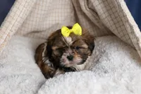 GISMO, a male Shih Tzu for sale in Baltic, OH – Photo 8 of 10