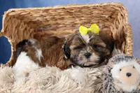 GISMO, a male Shih Tzu for sale in Baltic, OH – Photo 2 of 10