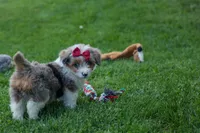 NANCY, a female Pembroke Welsh Corgi and Poodle - Miniature  for sale in Baltic, OH – 7 of 10