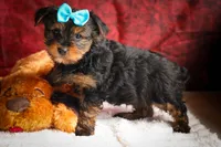 DEXTER, a male Yorkshire Terrier for sale in Baltic, OH – 8 of 10