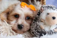 ROMEO, a male Cavachon for sale in Baltic, OH – 6 of 10
