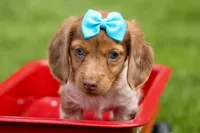OLIVER, a male Miniature Dachshund for sale in Baltic, OH – 10 of 10