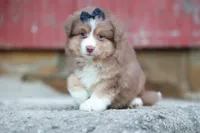 LUCKY, a male Miniature American Shepherd for sale in Baltic, OH – 2 of 9