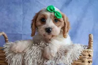 RANDY, a male Cavachon for sale in Baltic, OH – 2 of 10