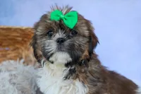 RUSTY, a male Shih Tzu for sale in Baltic, OH – 4 of 10
